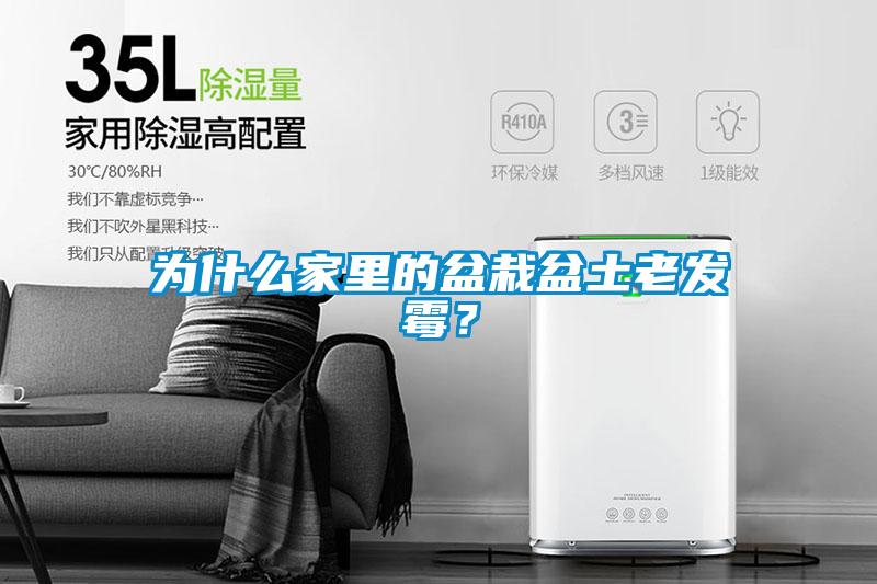 為什么家里的盆栽盆土老發霉？