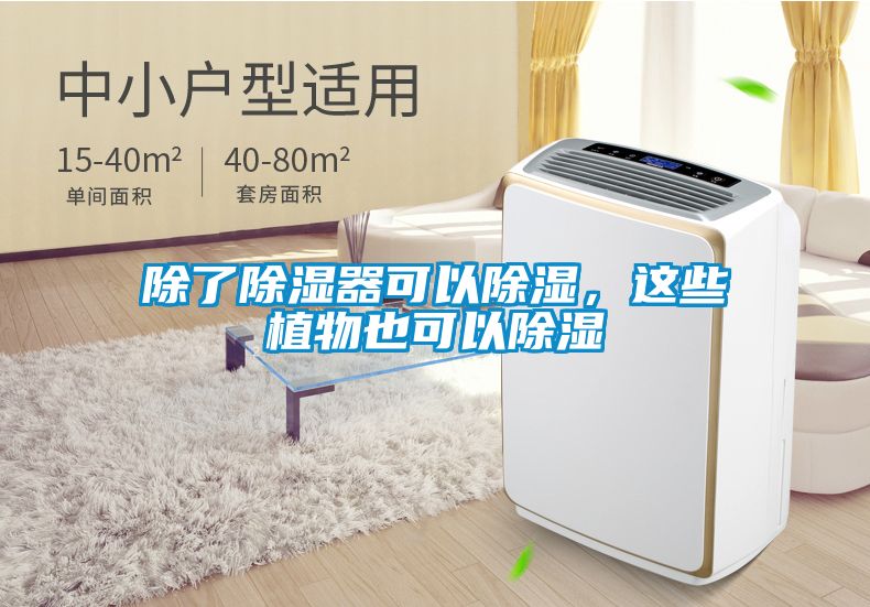 除了除濕器可以除濕，這些植物也可以除濕